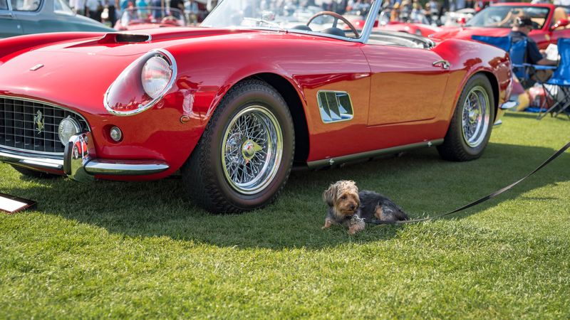 Illustration for article titled The Quail Is How The Fanciest People Do Car Shows